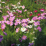 コスモスの写真